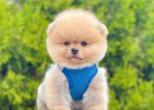 Safkan Pomeranian Boo Bebekler